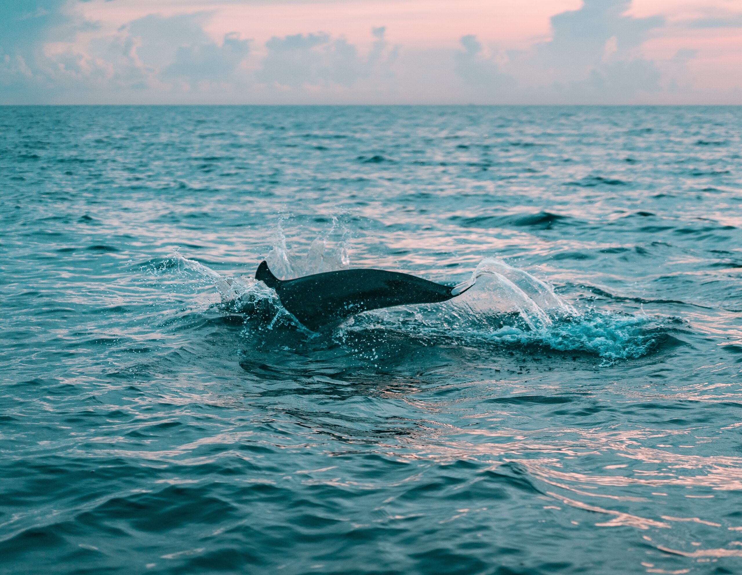 Dolphin Trip in Goa - Sharing Basis