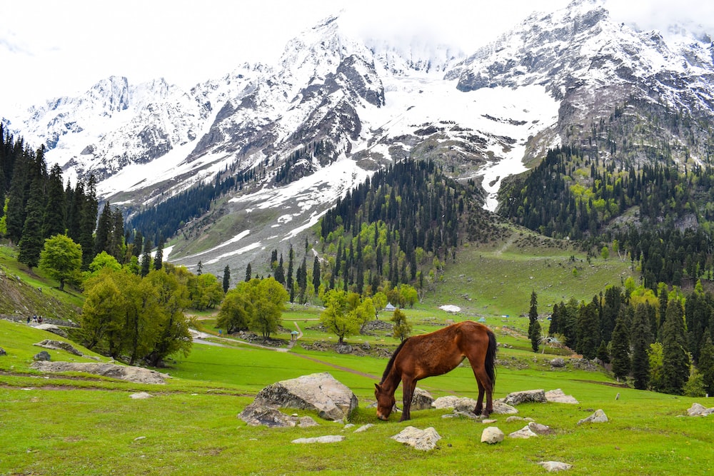 Paradise Kashmir